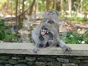 mother and baby monkey in the forest