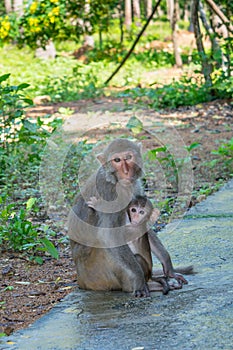 Mother and baby monkey hugs family in a park