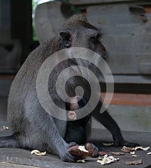 Mother and baby monkey sit together at Monkey Sanctuary