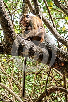 Mother and baby monkey sitting together on a tree. Little monkey hugging its mom in Talalla. Peaceful moment with animals in