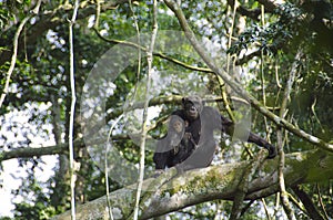 Mother and baby monkey spotted during chimp trekking in Kyambura Gorge