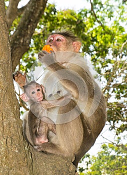 Mother and baby monkey