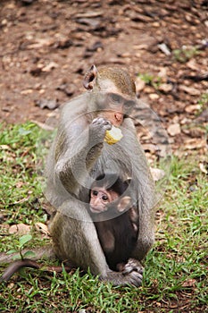 Mother and baby monkeys;