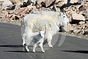 Mother and Baby Mountain Goat