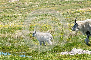 Mother and Baby Mountain Goat