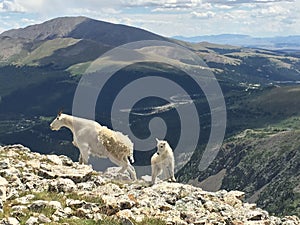 Mother and Baby Mountain Goat on Quandary Peak Colorado