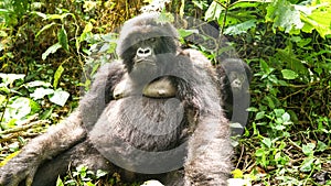 Mother and baby mountain gorilla at Virunga National Park in Congo