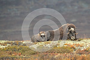 Mother and Baby Musk Ox