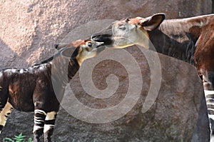 Mother and baby okapi photo