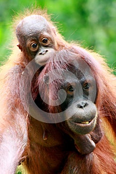 Mother and baby Orang utan