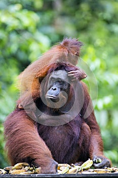Mother and baby orang-utan