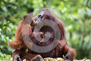 Mother and baby orang-utan photo