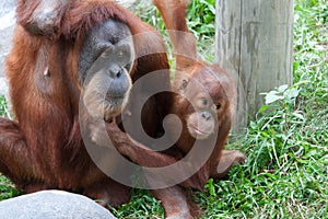 Mother and Baby Orangutan