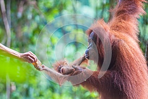 Mother and baby orangutan feeding, Bukit Lawang, Sumatra