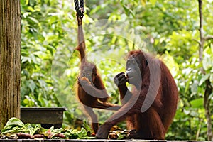 Mother and baby orangutans rehabilitation Borneo, Malaysia