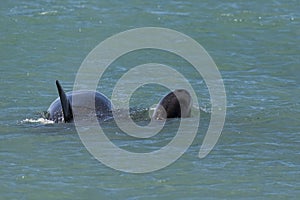 Mother and baby Orca swimming at the surface,