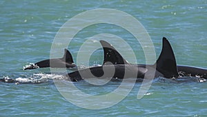 Mother and baby Orca swimming at the surface,