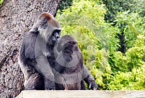 Mother and Baby orilla photo