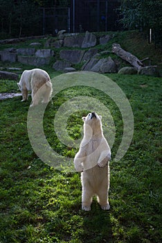 mother and baby polar bear at the zoologic park