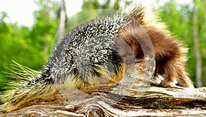 Mother and baby porcupine cuddled.