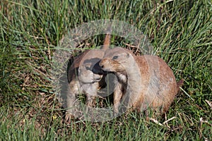Mother and Baby Prairie Dogs