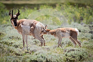 Mother and baby pronghorn