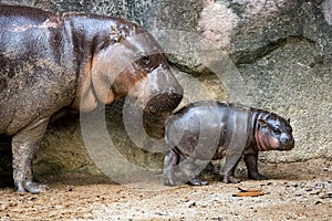 Mother and baby pygmy hippo.
