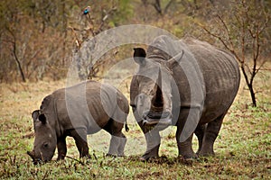 Mother and baby rhino photo