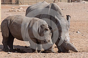 A Mother and Baby Rhino walk together