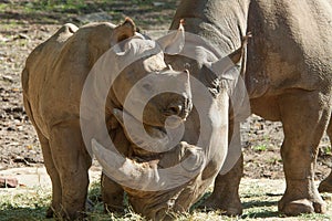 Mother and Baby Rhinoceros Snuggling