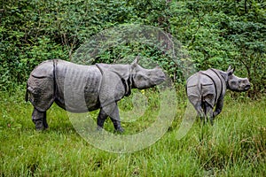 Mother and baby rhinoceros stand in tall grass in front of large dense trees