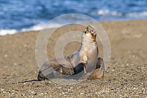 Mother and baby sea lion, photo