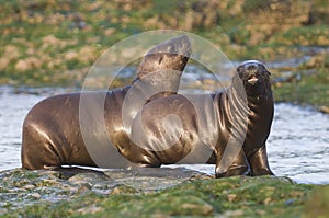 Mother and baby sea lion photo