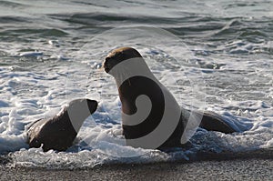 Mother and baby sea lion ,Peninsula Valdes photo