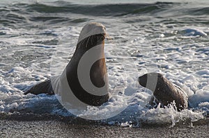 Mother and baby sea lion ,Peninsula Valdes photo