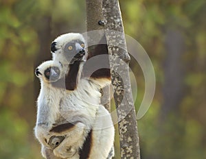 Mother and Baby Sifaka Lemur