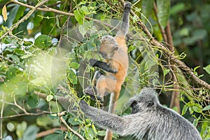Mother and baby Silvery lutung (Trachypithecus cristatus) in Bako National Park, Borneo