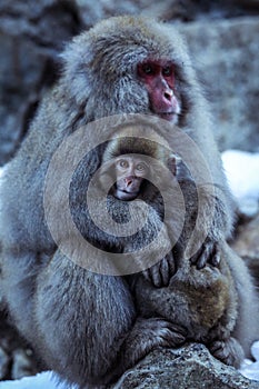 Mother and Baby from Smow monkey family in the Jigokudani Park, Japan