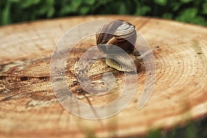 Mother and baby snail