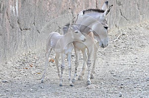 Mother and baby somali wild