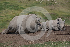 Mother and baby Southern White Rhino on a dirt mound resting