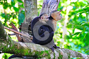 Mother and Baby Spider Monkeys, Costa Rica