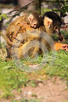 Mother and baby squirrel monkey