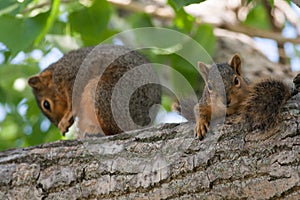 Mother & Baby Squirrel in a Tree
