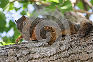 Mother & Baby Squirrel in a Tree