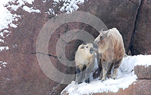 Mother and baby takin in snow