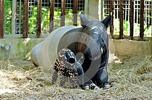 Mother and baby tapir