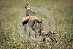 Mother and baby Thomson gazelle on grass