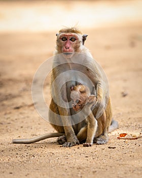 Mother and baby Toque macaque family on the ground close-up portrait photo. Mom holding tight the newborn baby close to her body