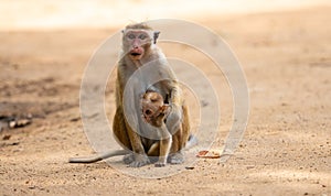 Mother and baby Toque macaque family on the ground close-up portrait photo. Mom holding tight the newborn baby close to her body